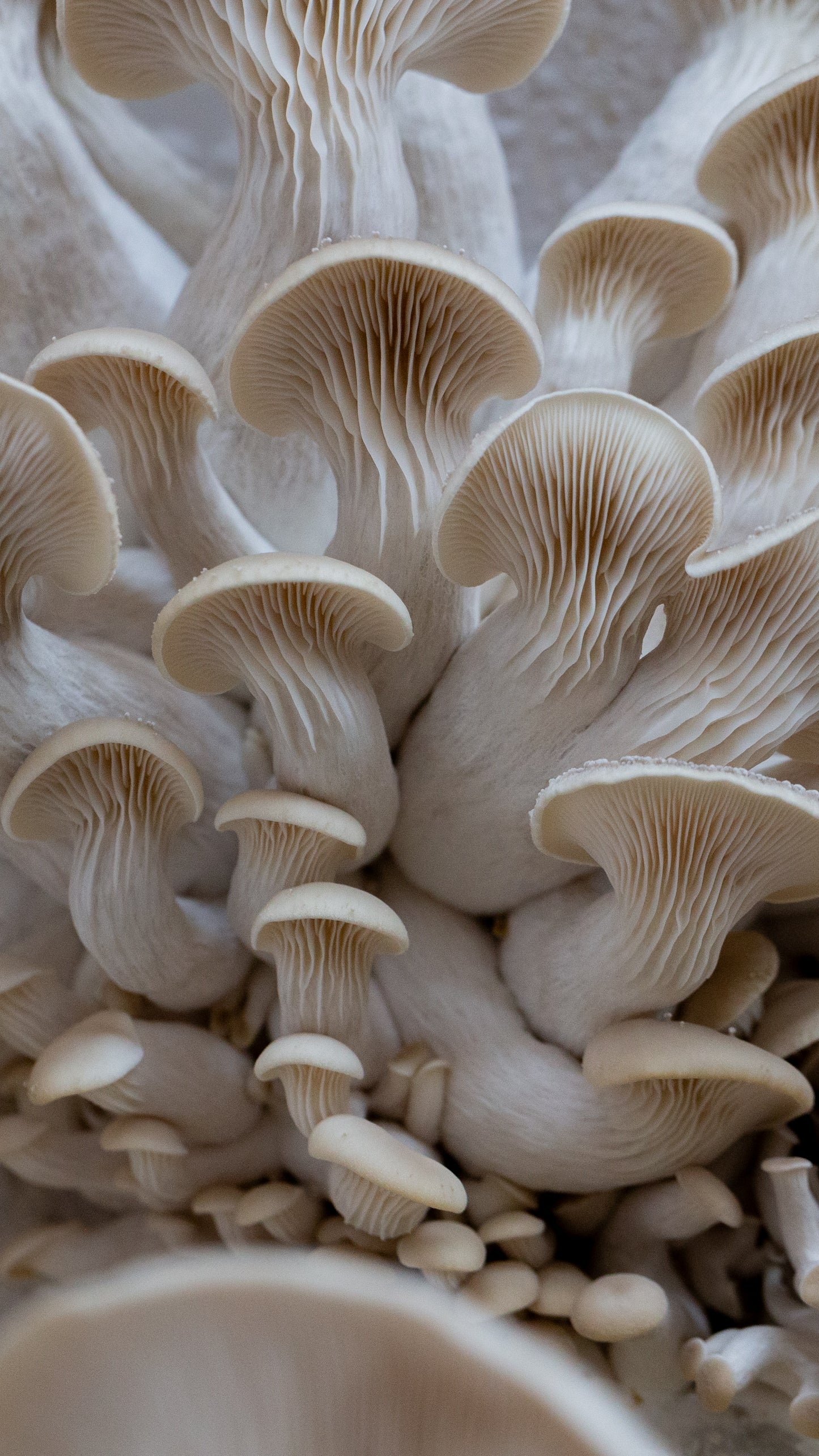 White Oyster mushroom Grow Kit