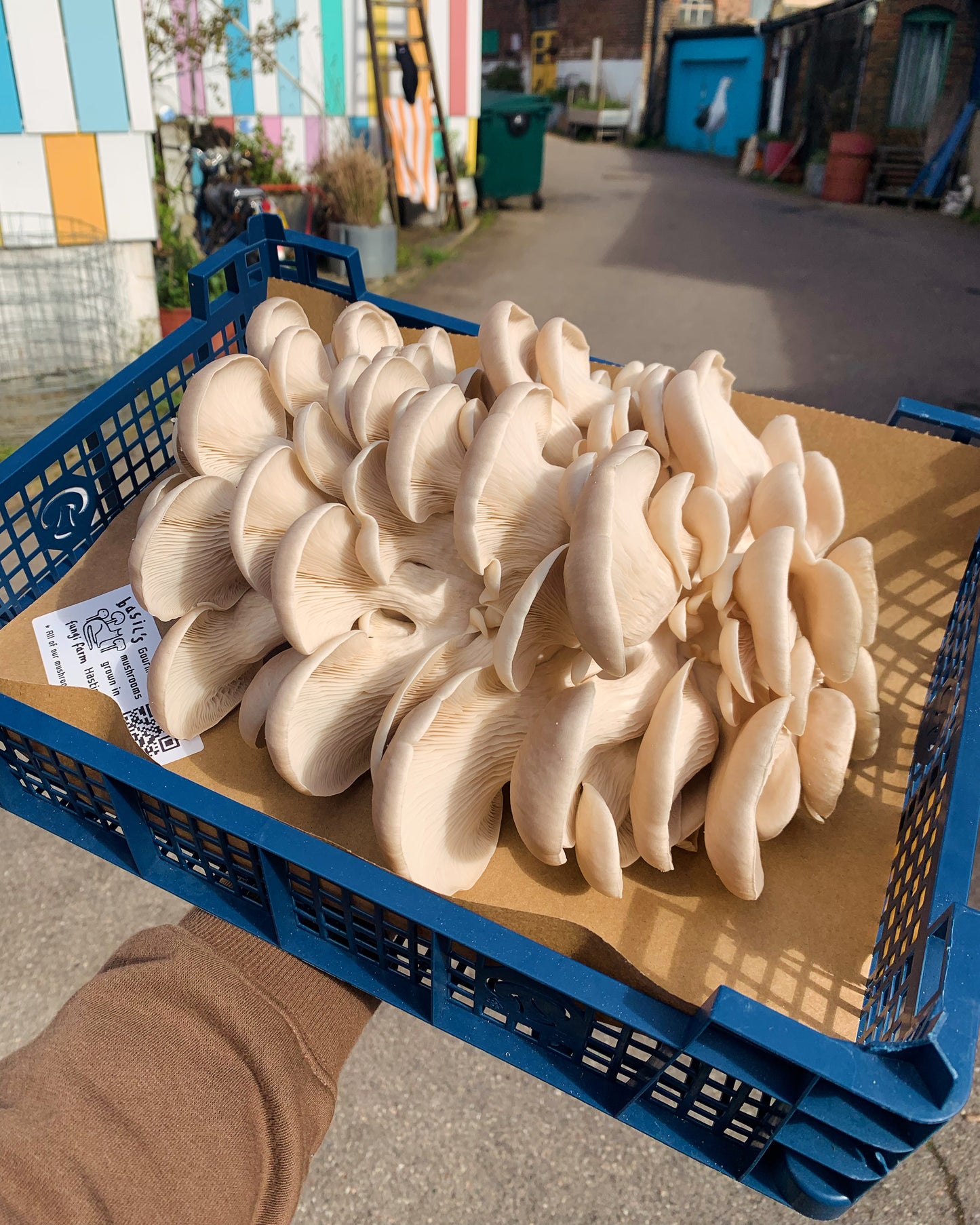 White Oyster mushroom Grow Kit