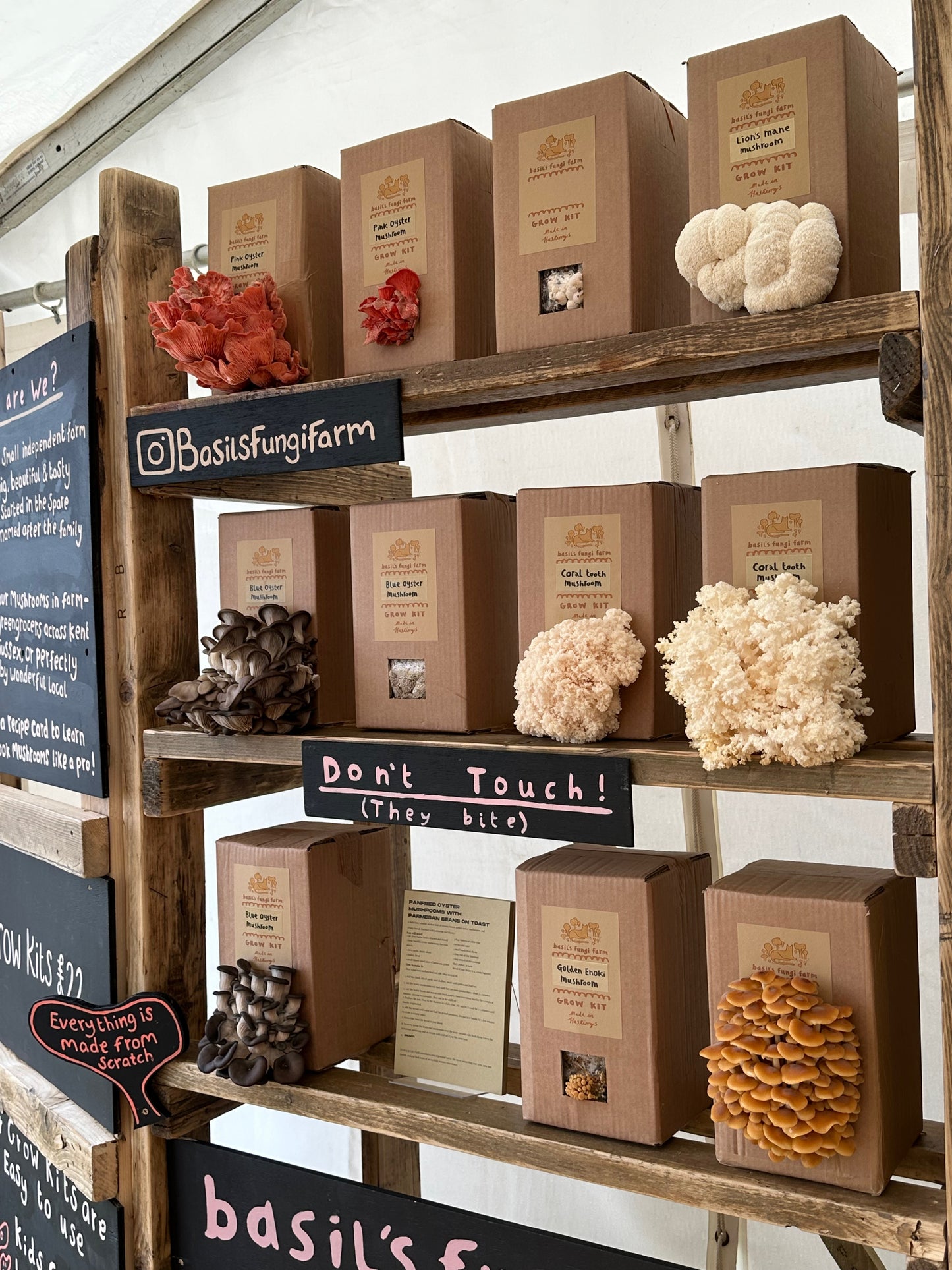 Coral Tooth Grow Kit