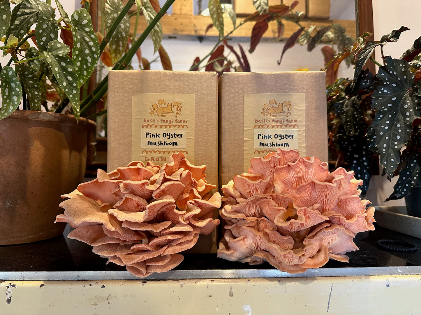 Pink Oyster mushroom Grow Kit