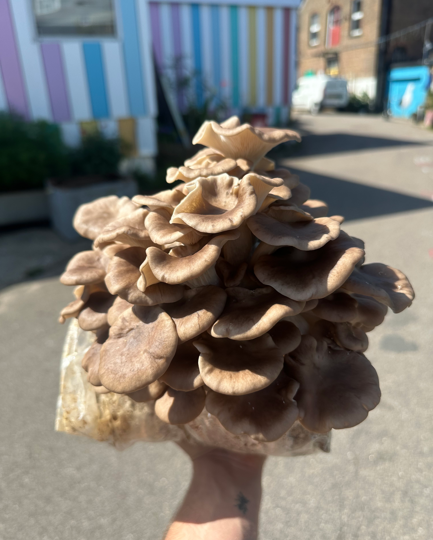 Large cluster of mushrooms held in front of a colorful striped building.