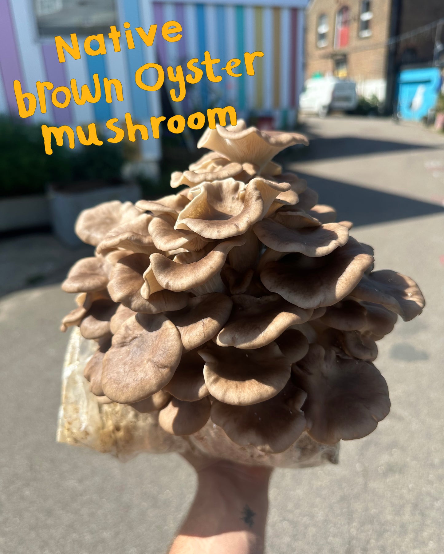 Brown Oyster mushroom Grow Kit - Native