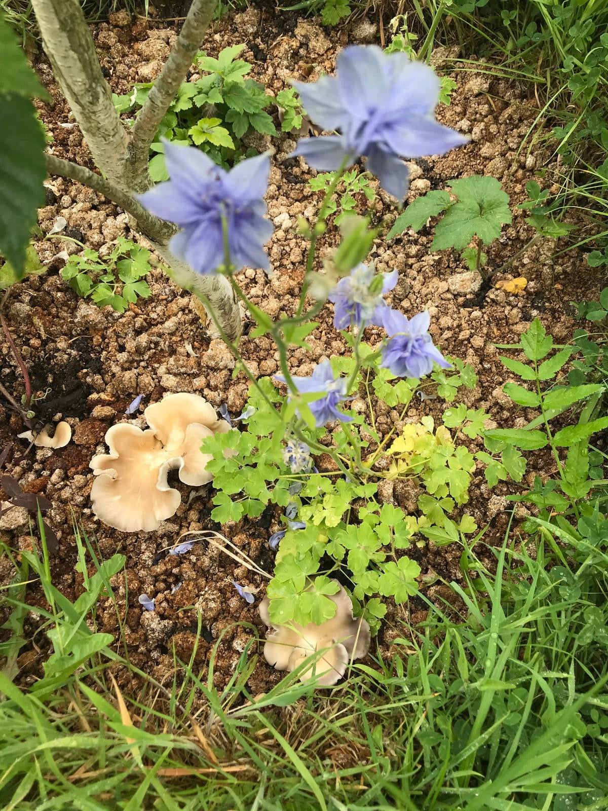 Spent mushroom substrate - Heavy tonne sack.