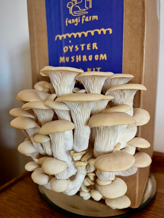 White Oyster mushroom Grow Kit