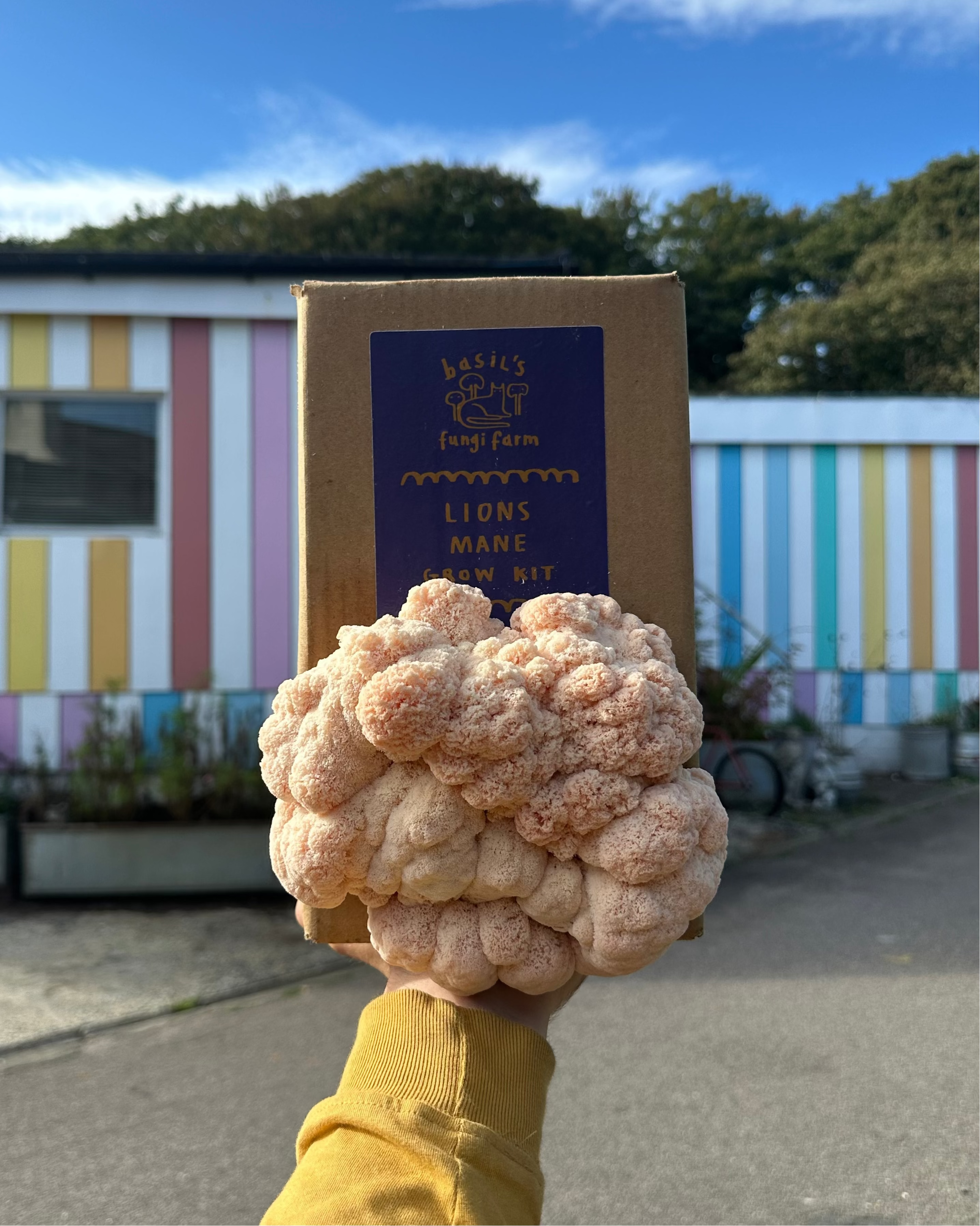 Lion's Mane Grow kit – Basil's Fungi Farm