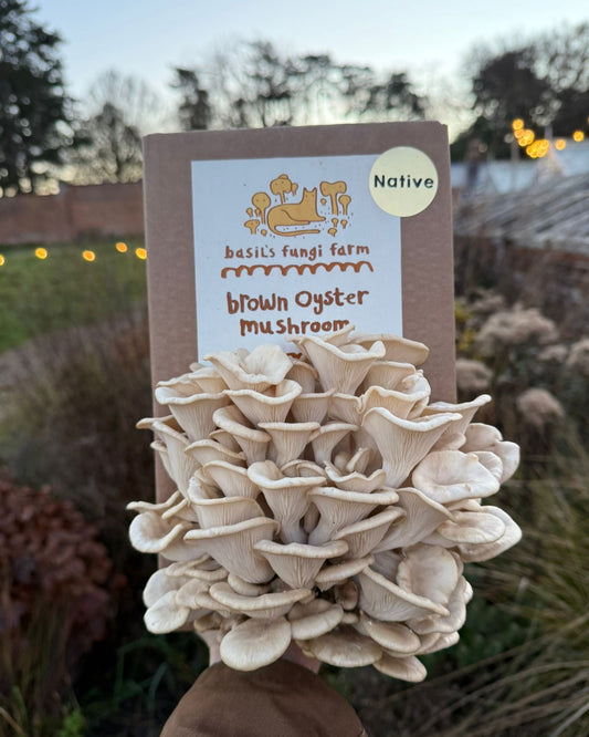 Brown Oyster mushroom Grow Kit - Native