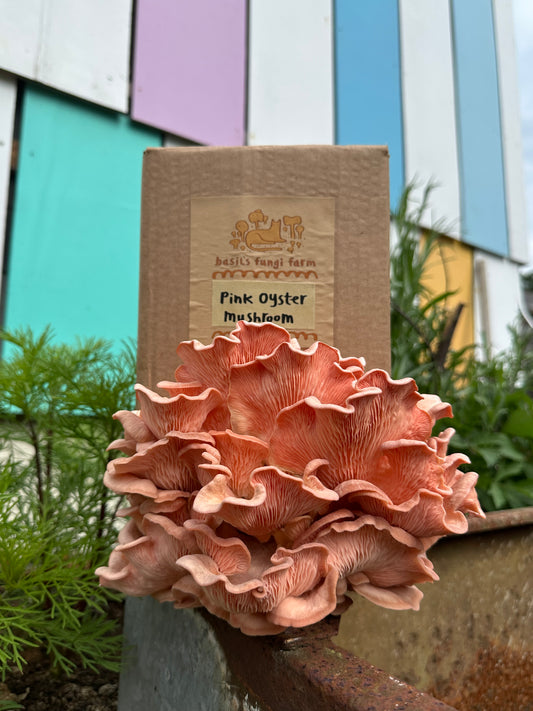 Pink Oyster mushroom Grow Kit