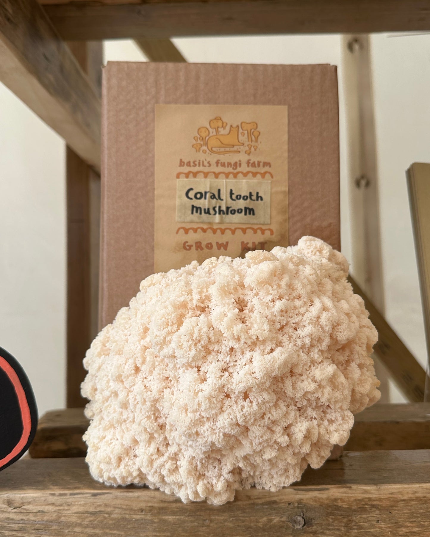 Coral Tooth Grow Kit
