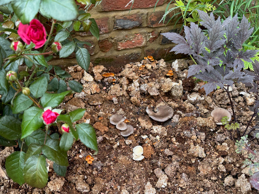 Spent mushroom substrate - Kerbside delivery, bulk bag.