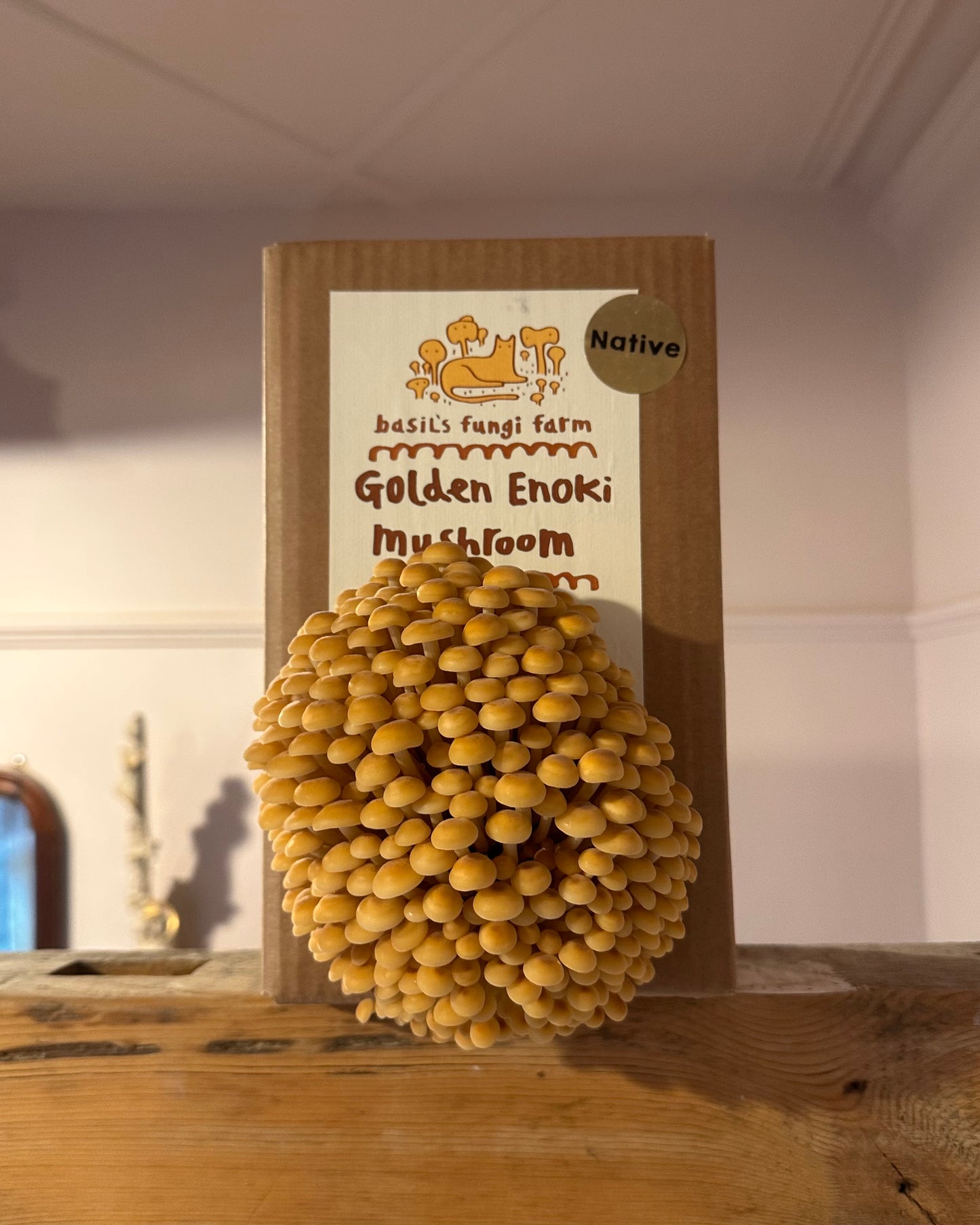 Golden Enoki Grow Kit - Native