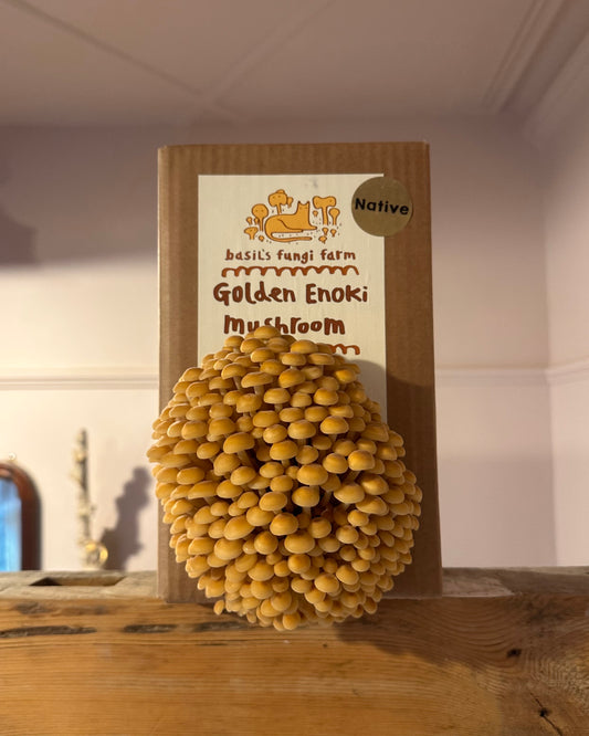 Golden Enoki Grow Kit - Native